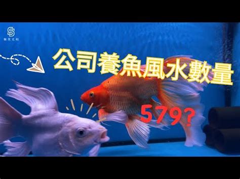 養魚數量垃圾魚|養魚數量風水以及魚缸擺放技巧分別有哪些？趕緊照着。